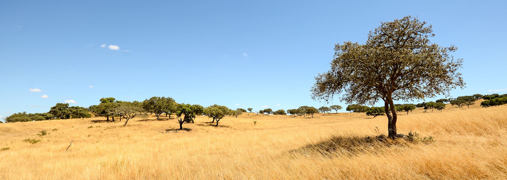 Alentejo landscape near Beja in late summer