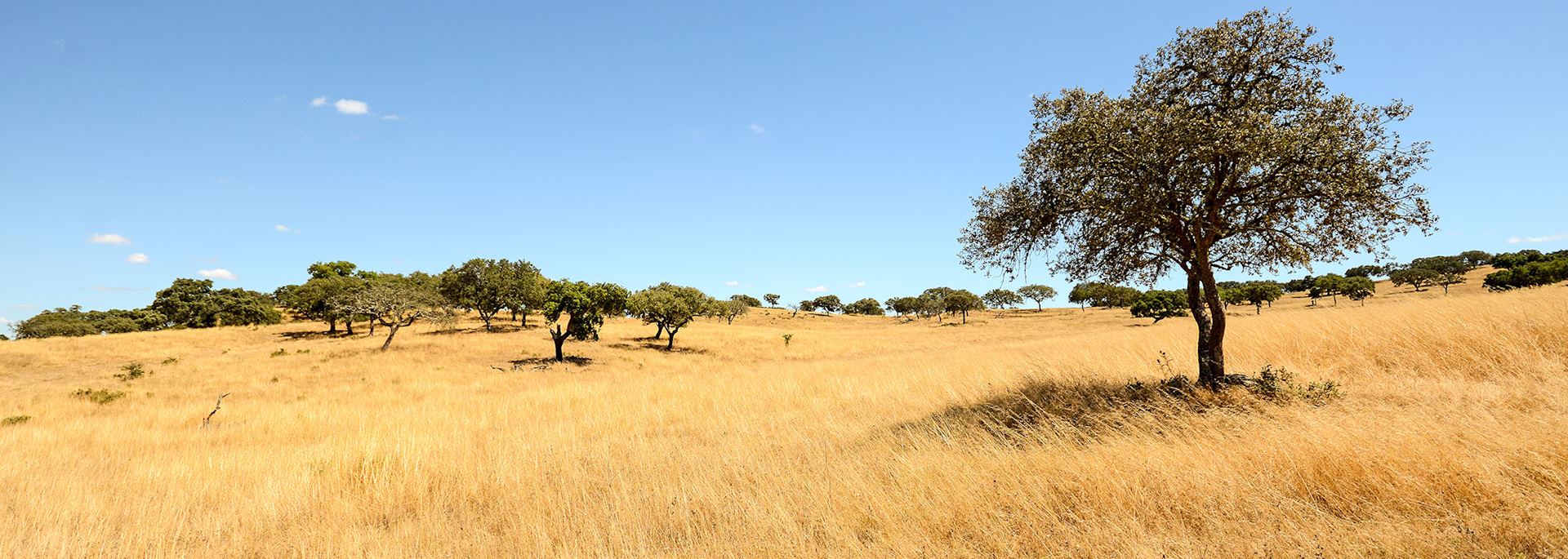 Alentejo landscape with cork oak trees and yellow fields in late summer near Beja, Portugal
