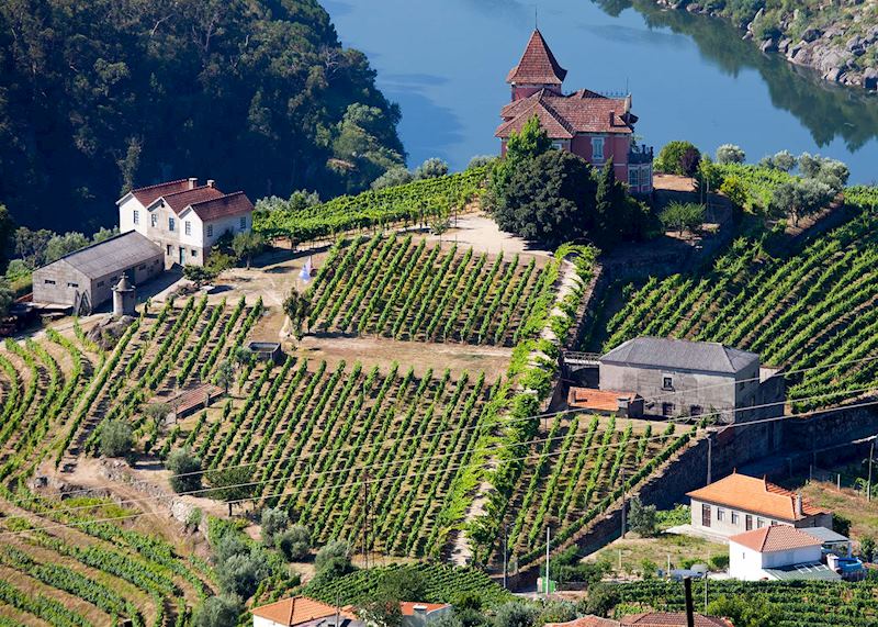 Vineyards, Douro Valley