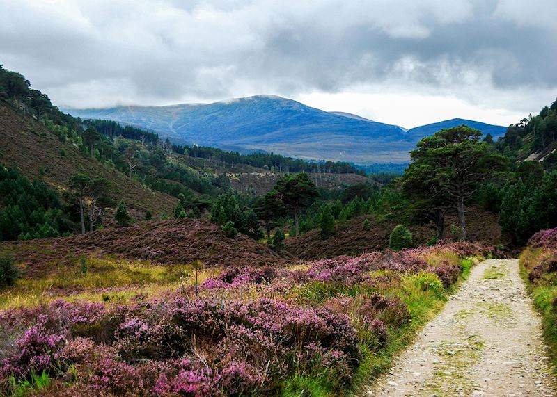 Rothiemurchus Estate, Cairngorms National Park