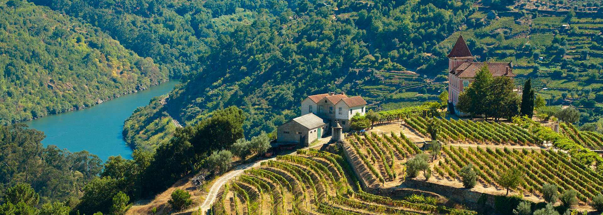 Vineyards, Douro Valley