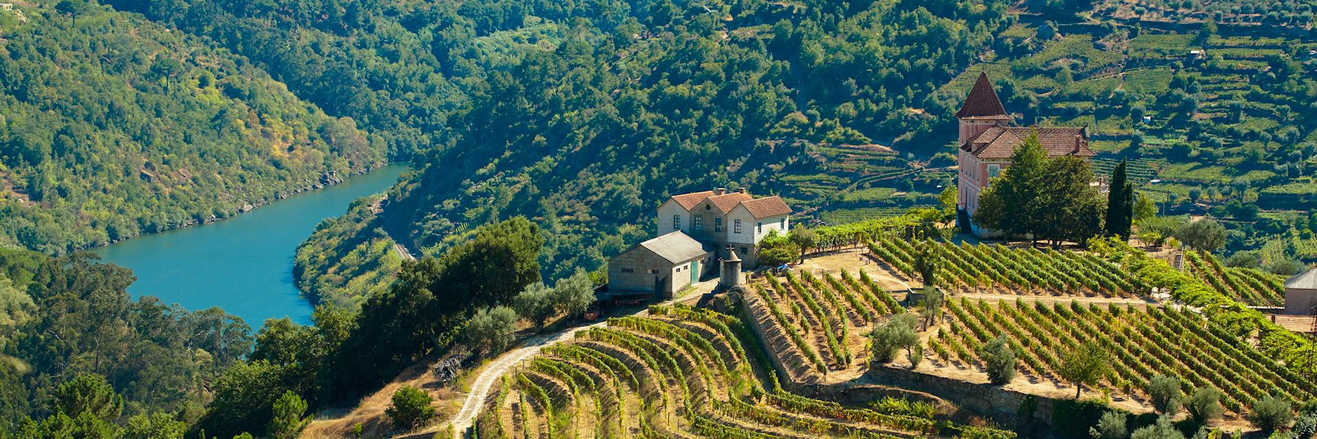 Vineyards, Douro Valley