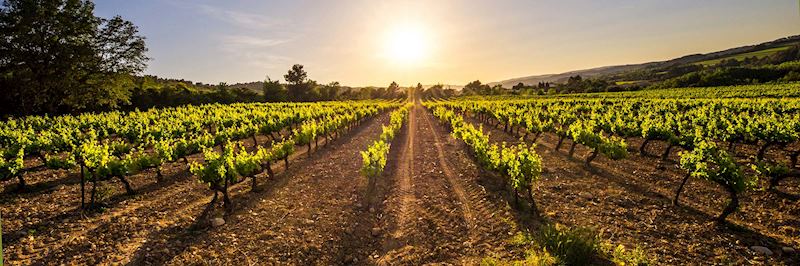 Vineyard, Rioja region