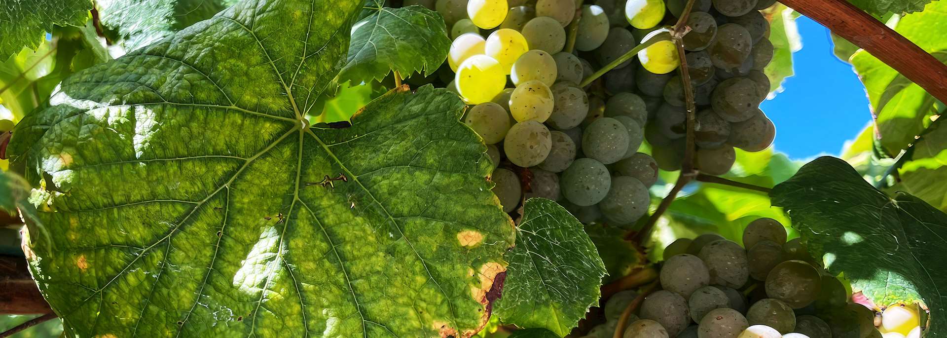 Adega Eidos winery