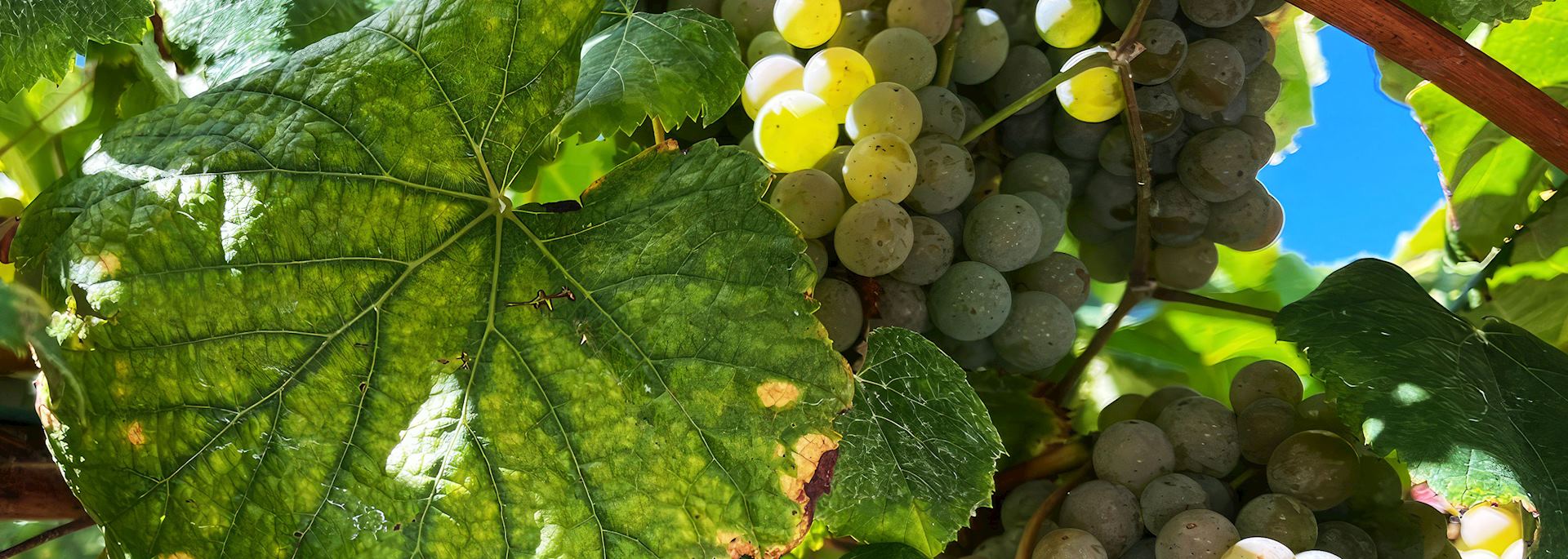 Adega Eidos winery