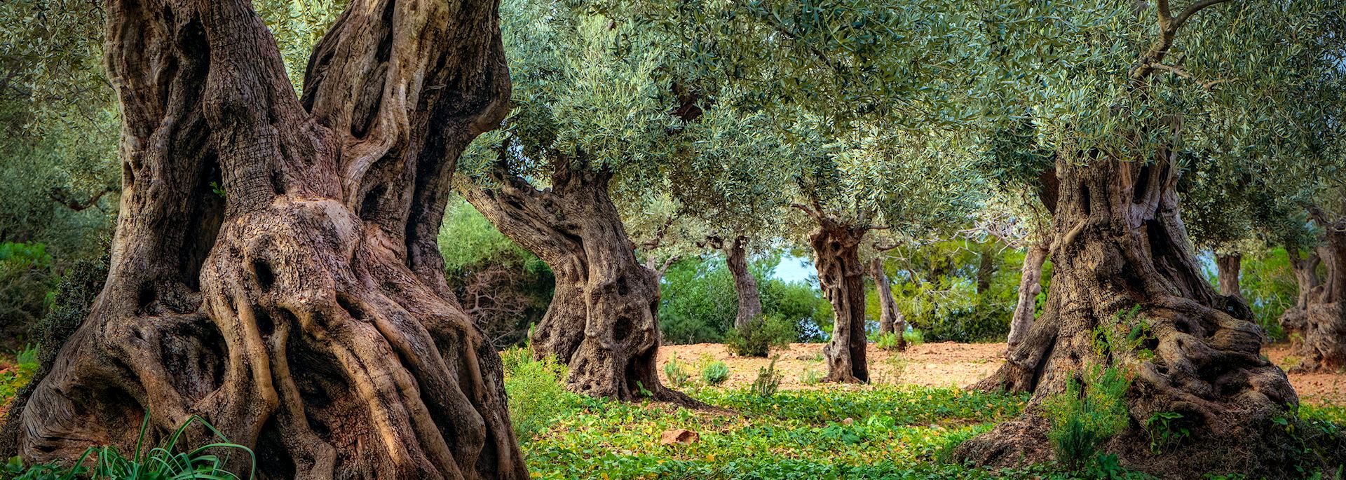 Olive trees, Mallorca