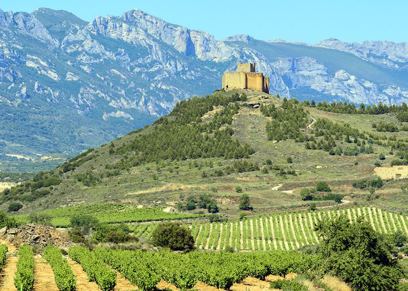 Vineyard, La Rioja