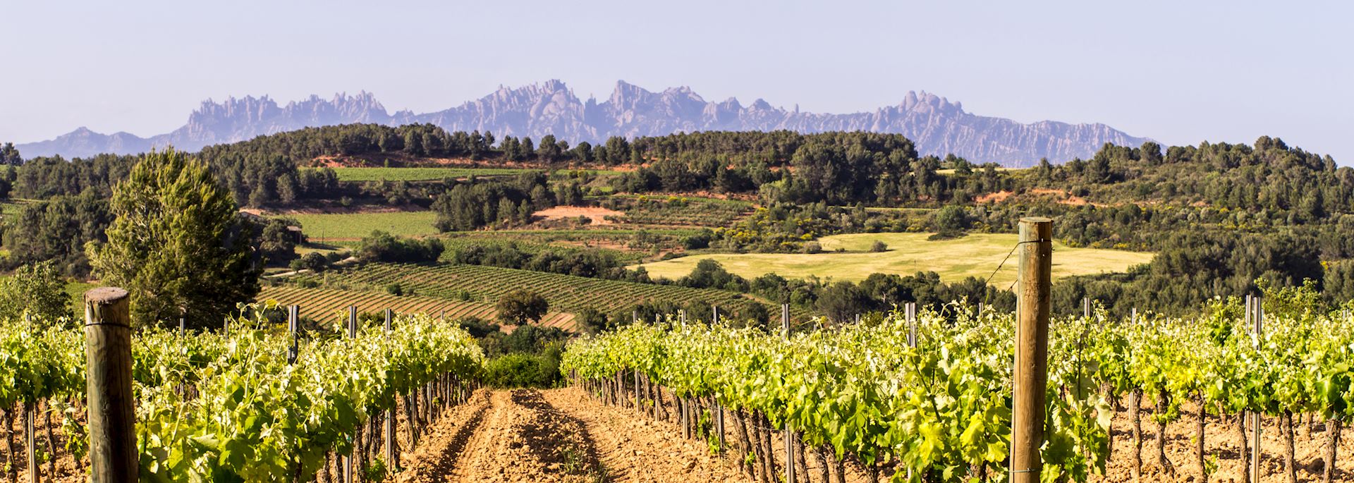 Vineyard in the Cava wine region