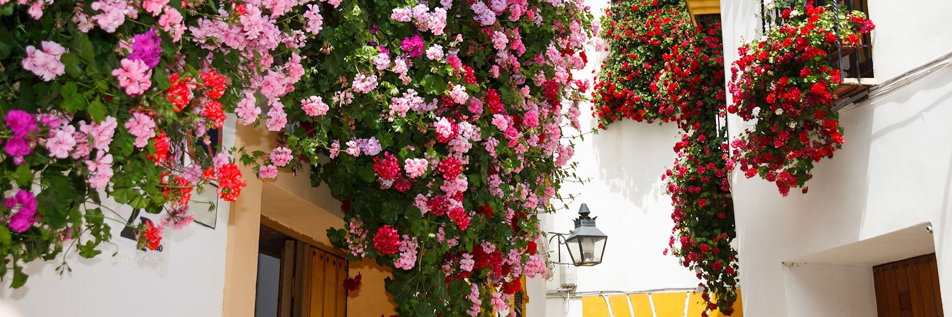 Geraniums, Cordoba