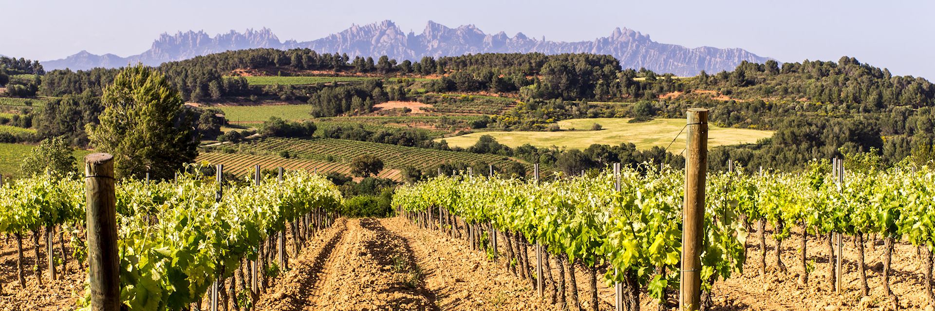 Vineyard, Montserrat, Catalonia