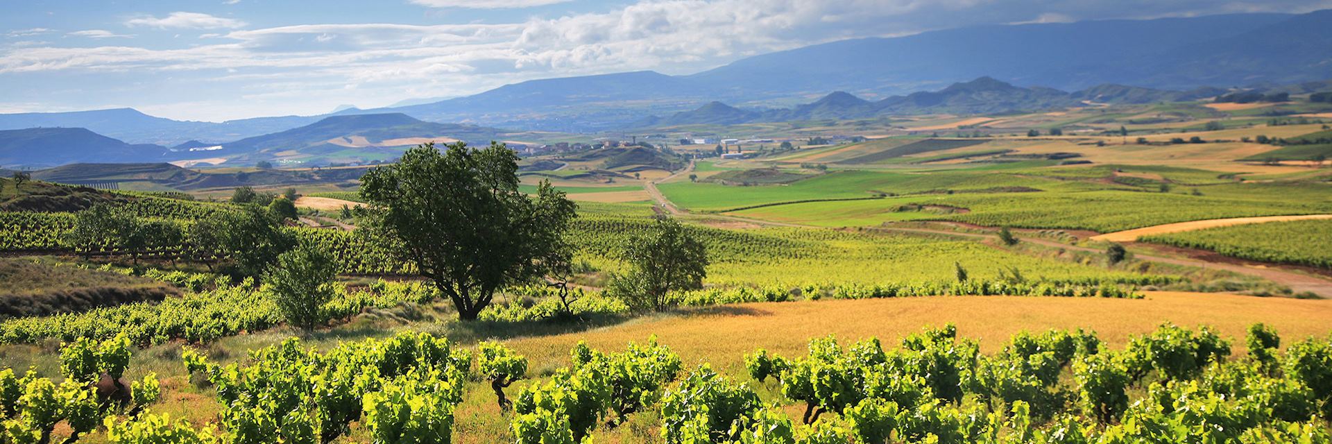 Vineyards in La Rioja wine region
