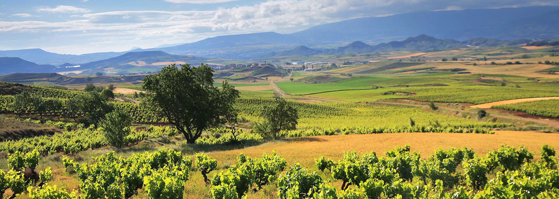 Vineyards in La Rioja wine region