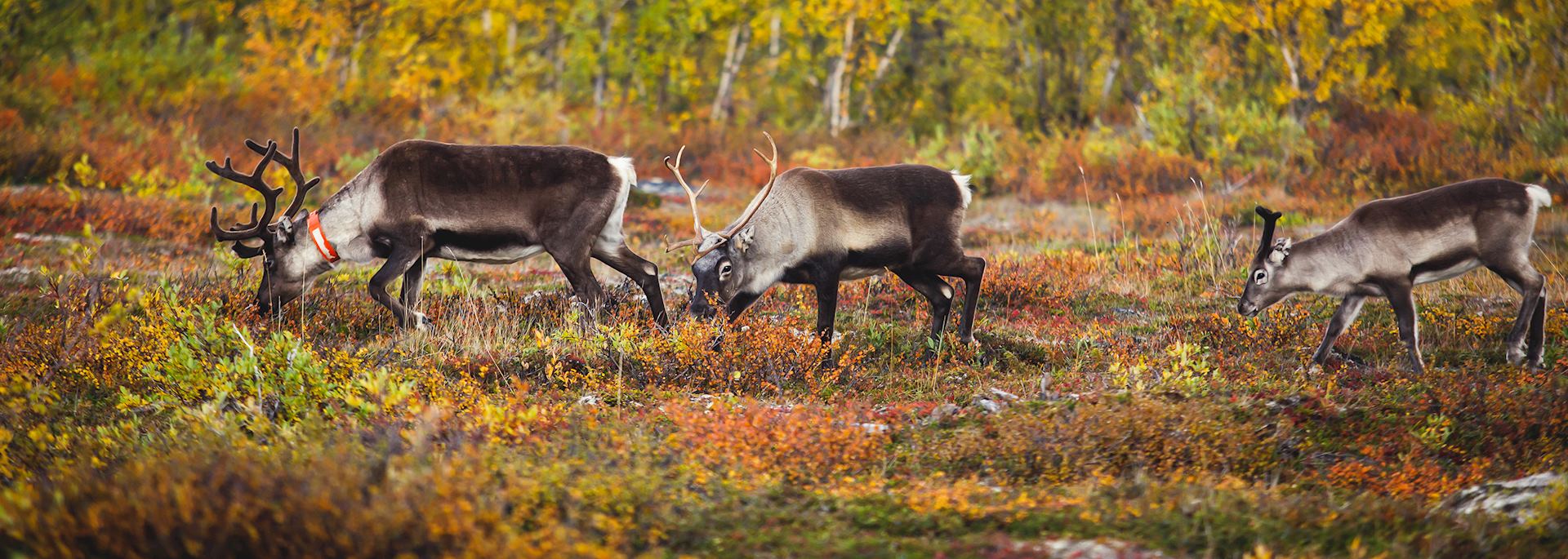 Reindeer in Swedish Lapland