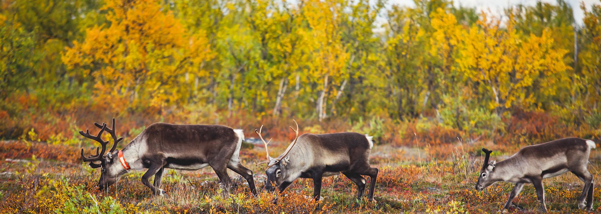 Reindeer grazing in Swedish Lapland