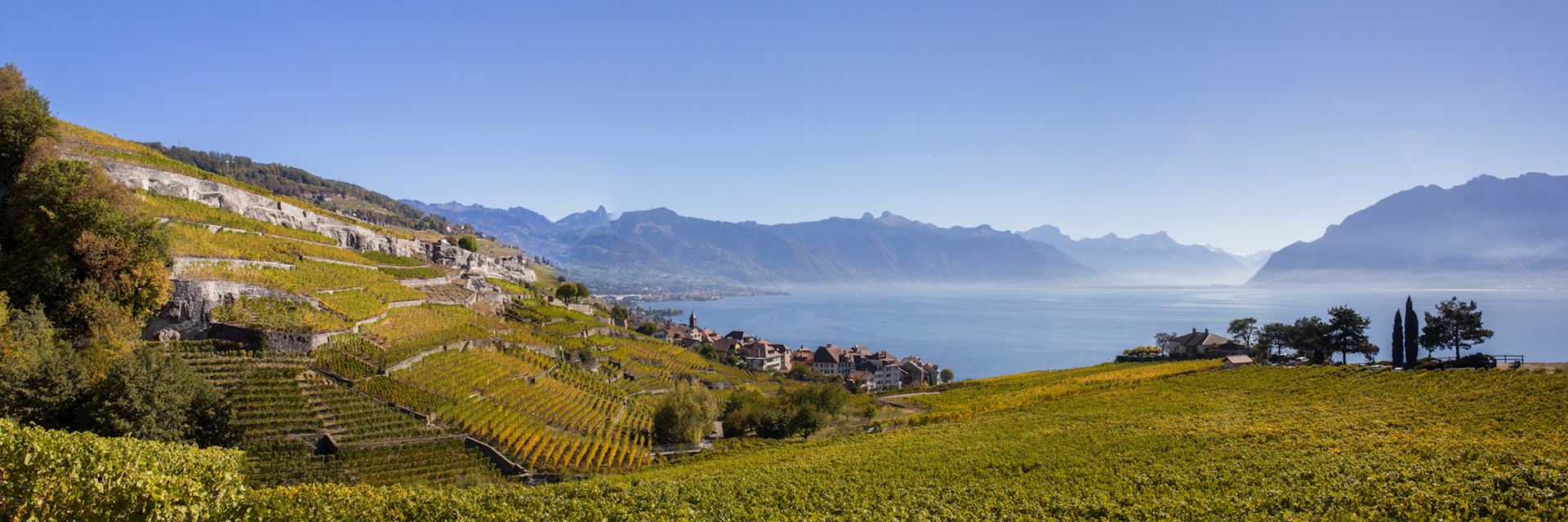Laxaux Vineyard