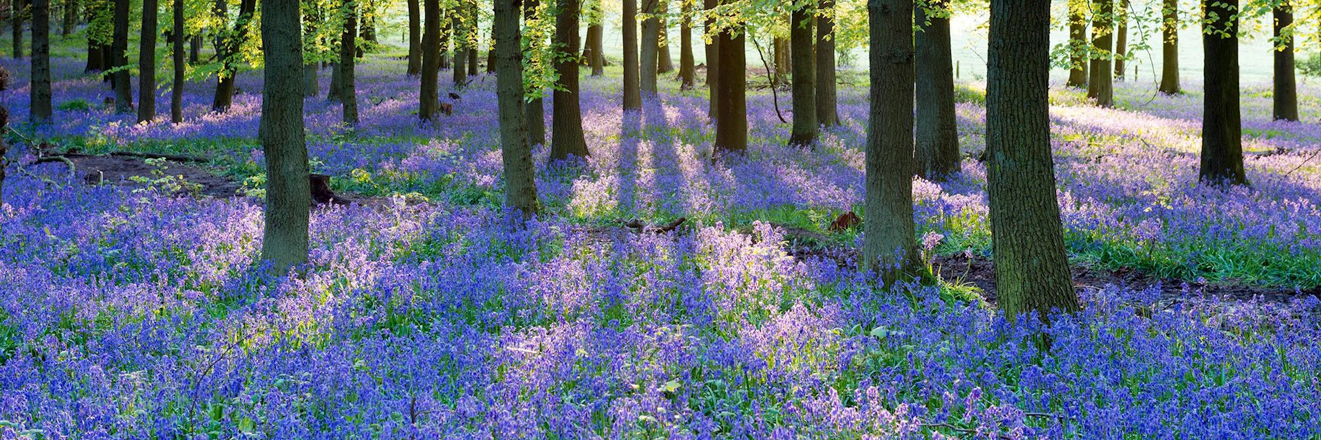Bluebell wood, England