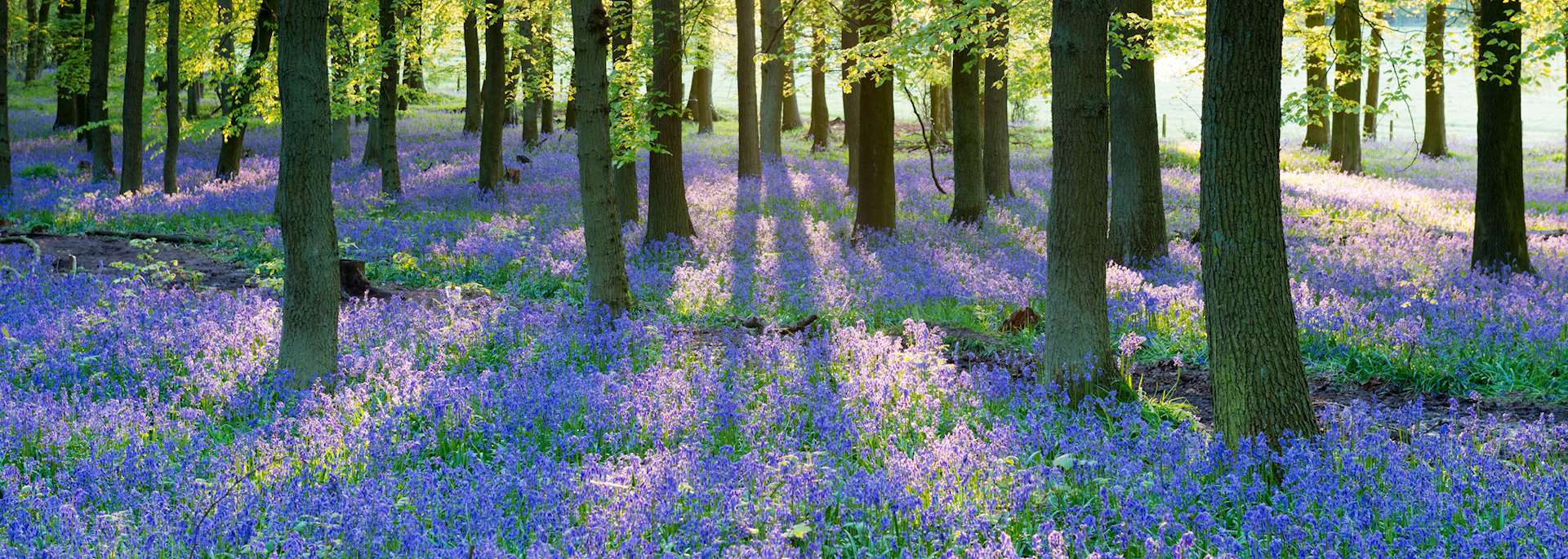 Bluebell wood, England