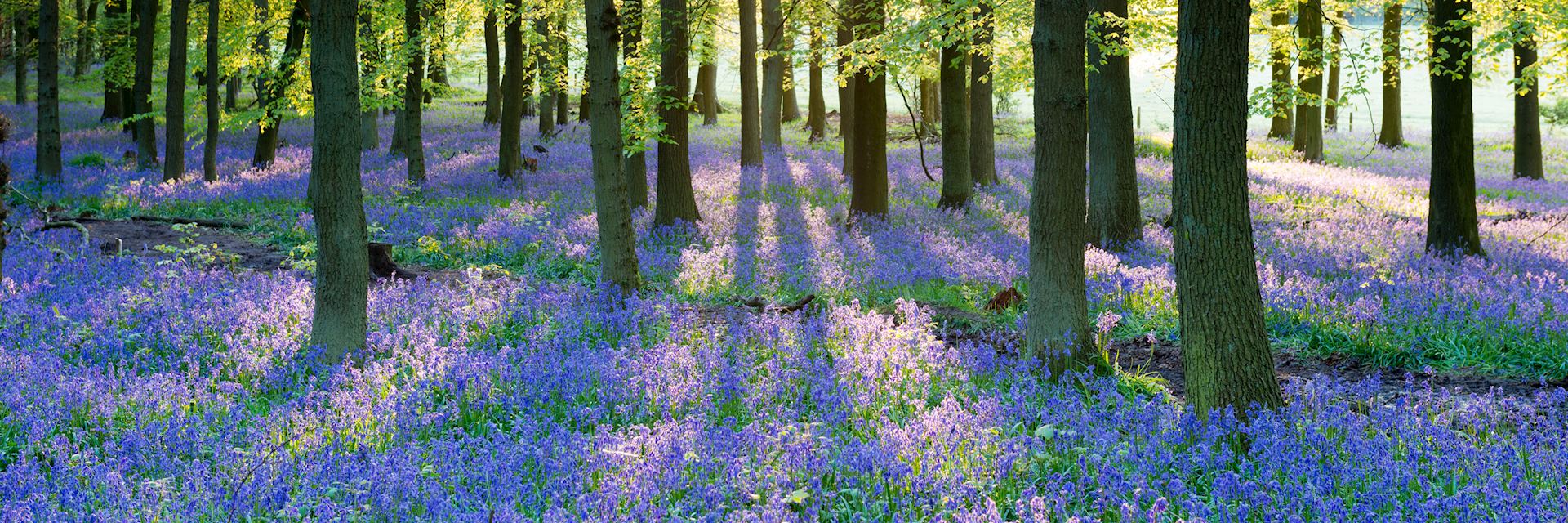 Bluebell wood, England