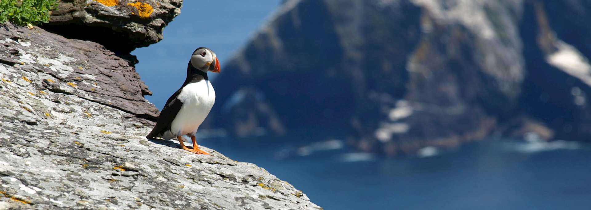 Puffin, Skellig Island