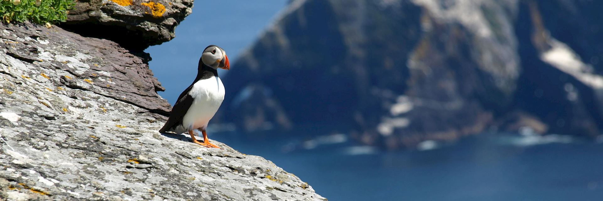 Puffin, Skellig Island