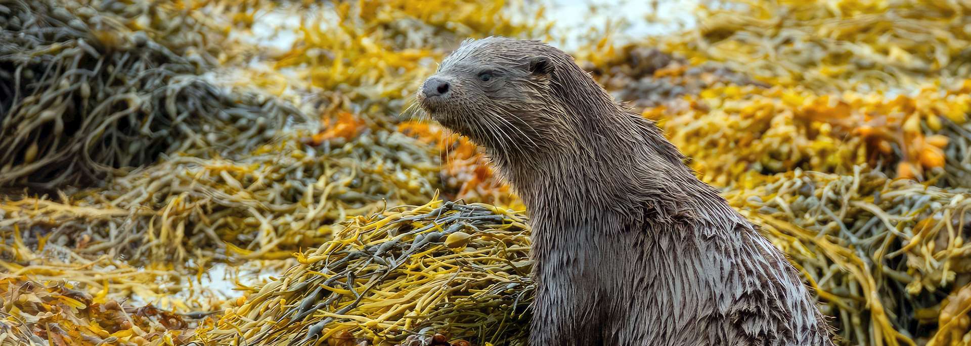 Otter — © Rob Howard Photography