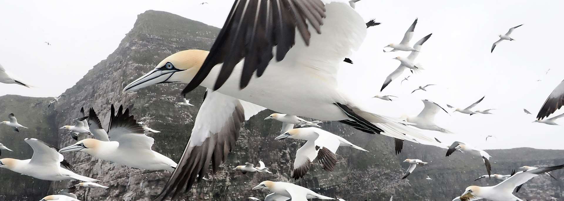 Shetland seabird boat trip — © Rebecca Nason & John Coutts