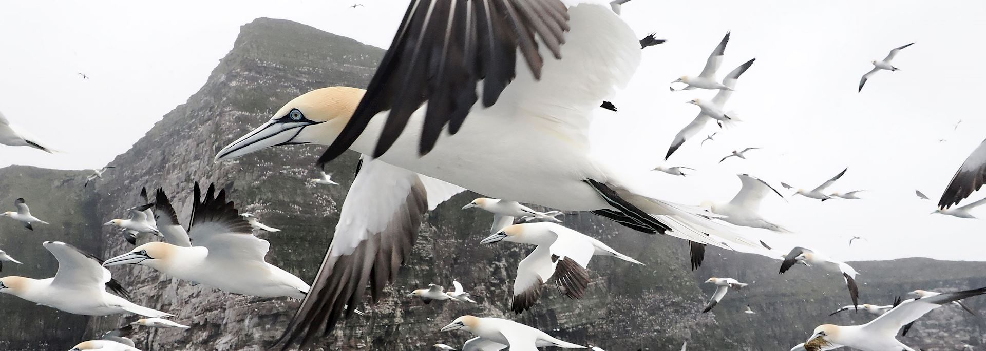 Shetland seabird boat trip — © Rebecca Nason & John Coutts