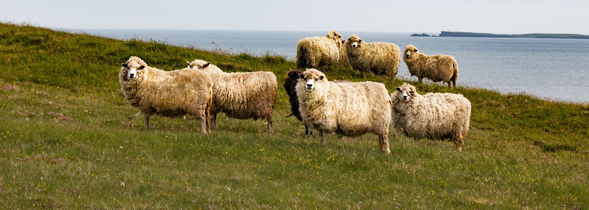 Shetland sheep