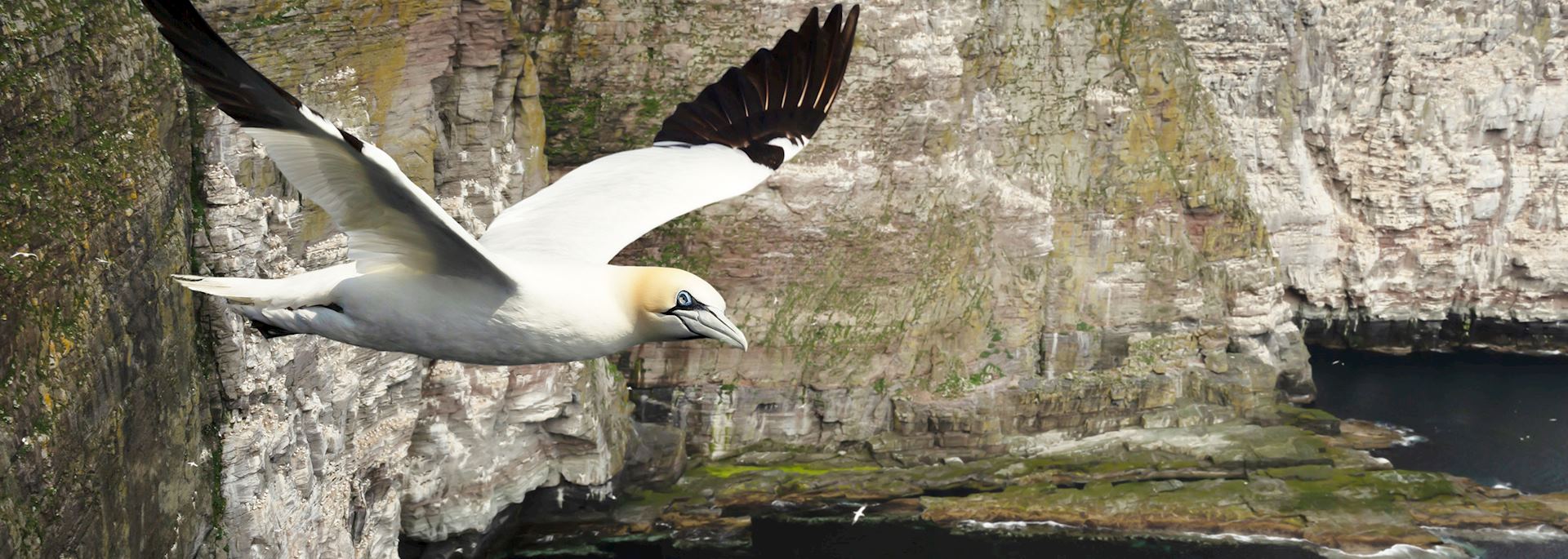 Noss National Nature Reserve, Shetland