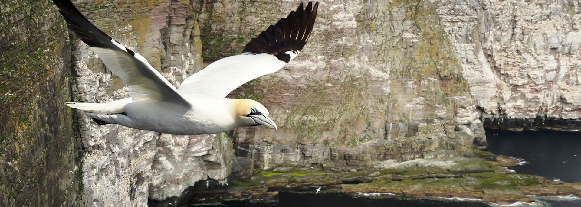 Noss National Nature Reserve, Shetland