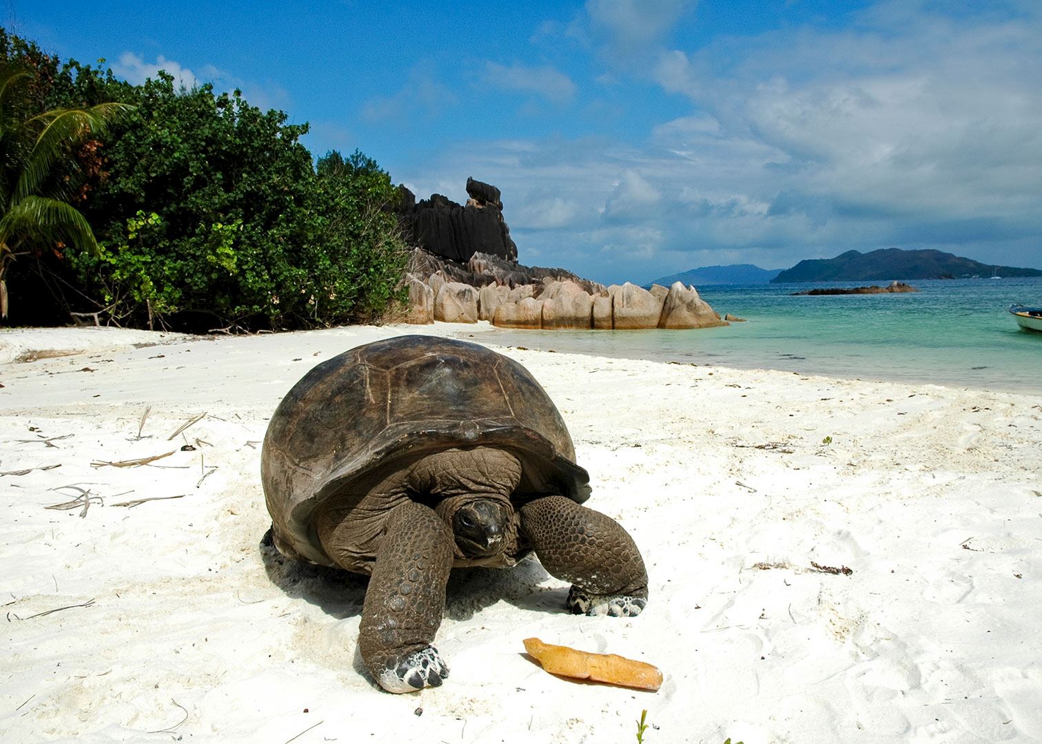 Giant tortoise, Seychelles