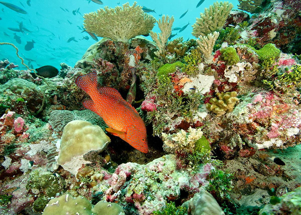 Colourful coral reef