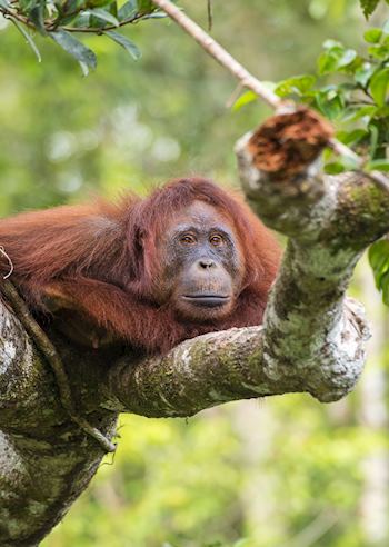 Orangutan, Borneo