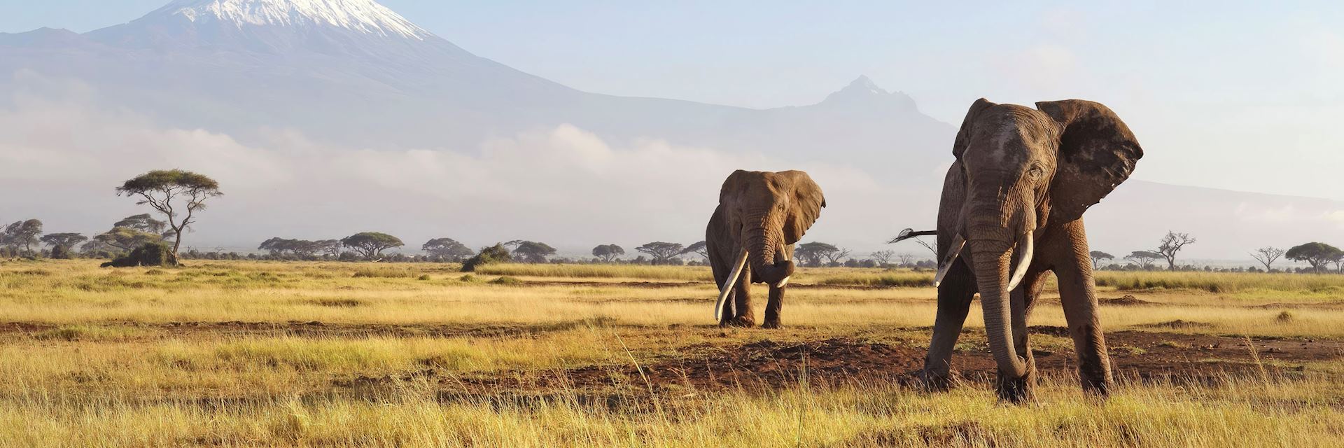 Elephant in the African savanna