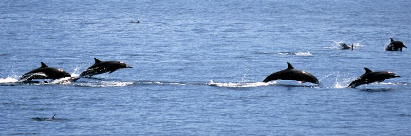Spot dolphins on an evening cruise