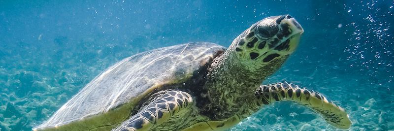 Swim with sea turtles