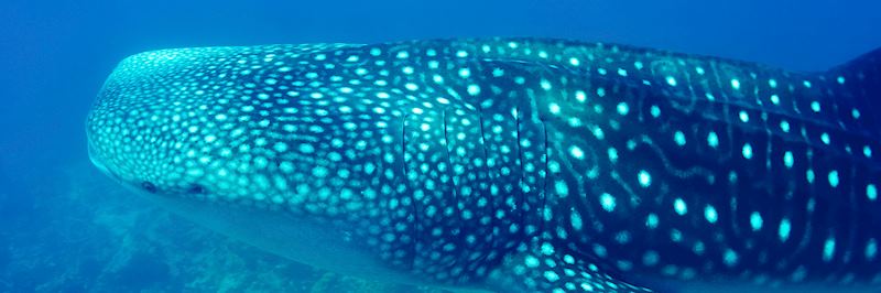 Whale shark swimming in the clear waters of the Maldives