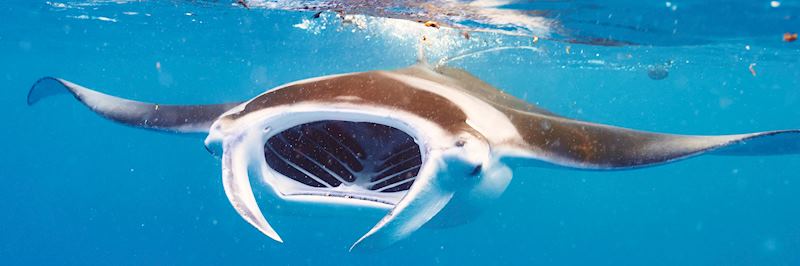 Watch manta rays in their natural habitat