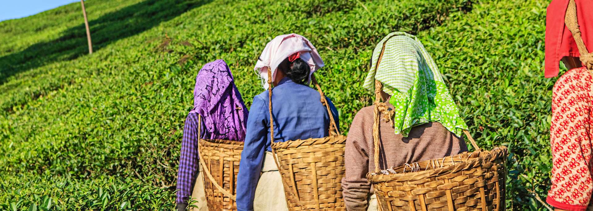 Tea pickers in Darjeeling