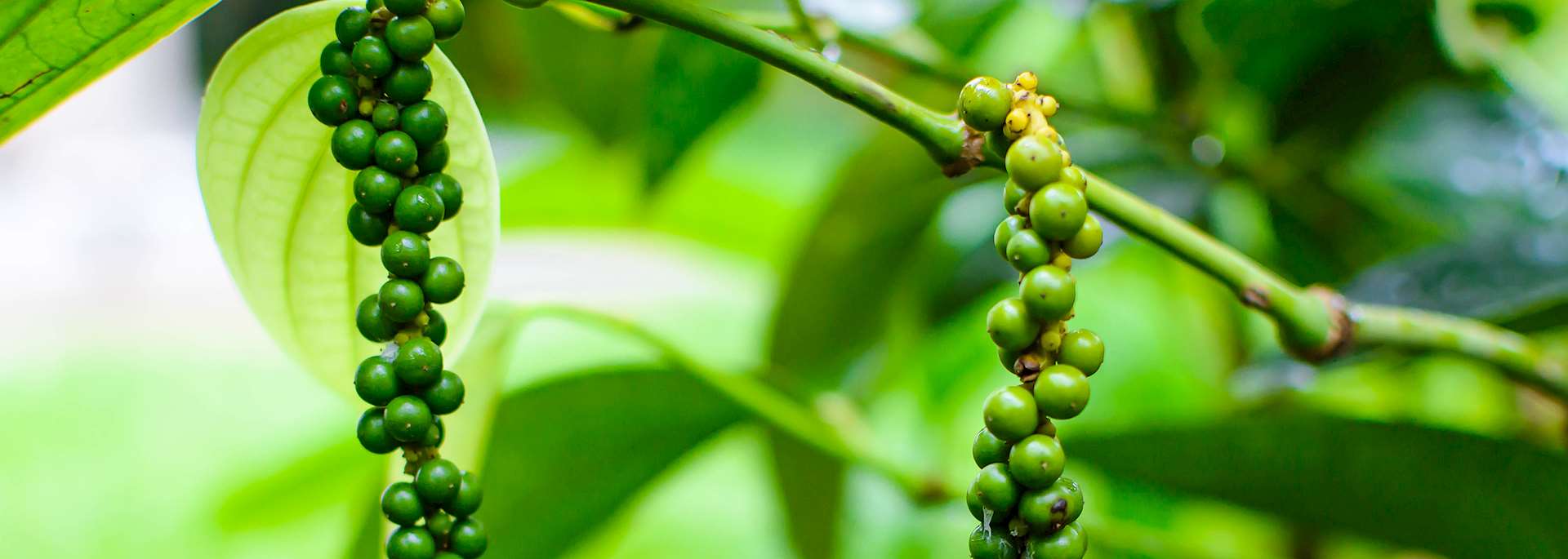 Pepper plant at a plantation in Kumily