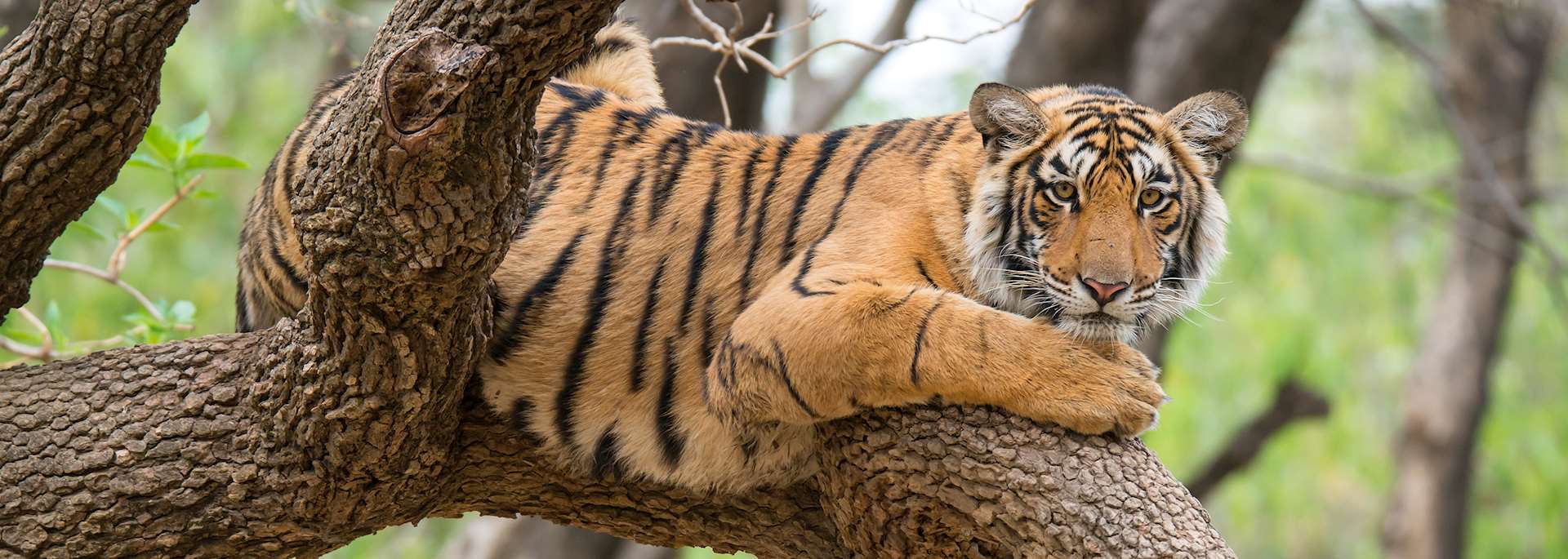 Ranthambhore National Park