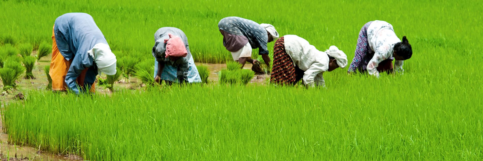 Workers in a paddy field in Palakkad