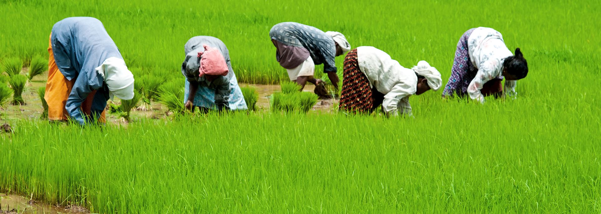 Workers in a paddy field in Palakkad