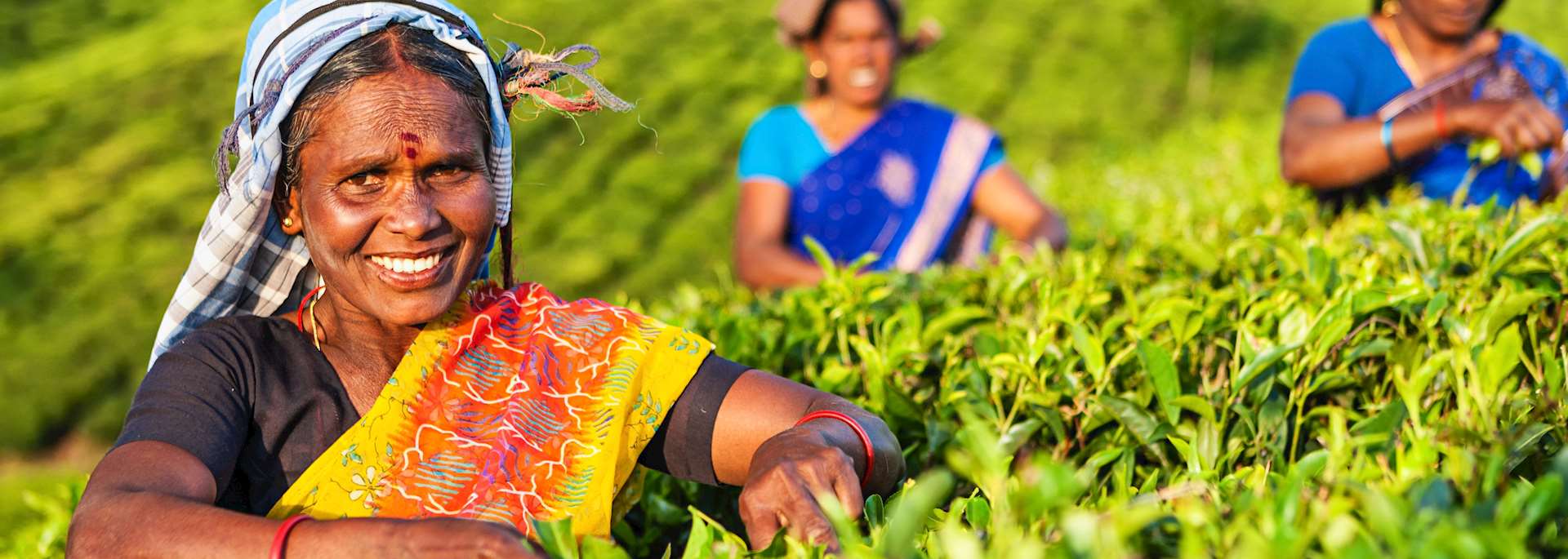 Tea pickers in Kerala