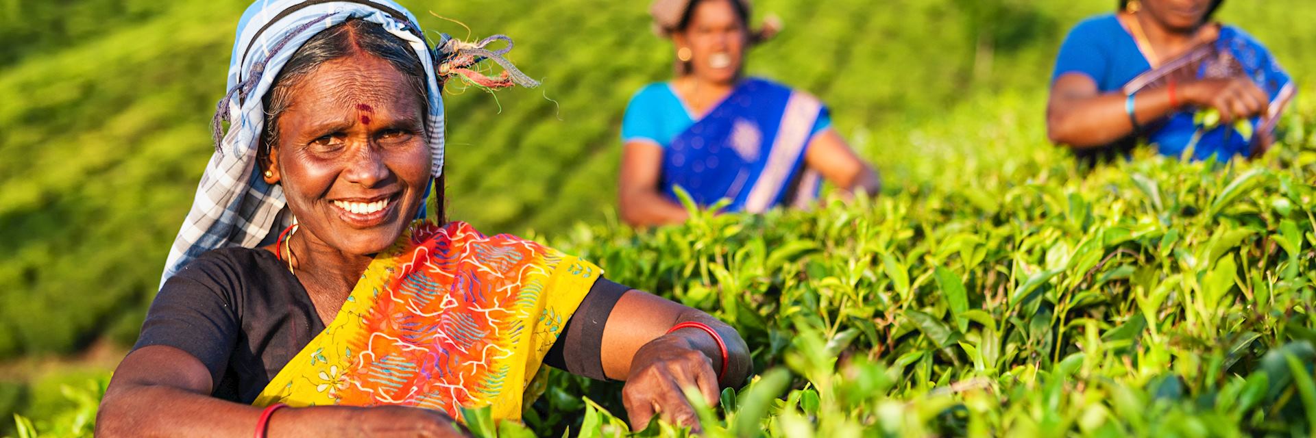 Tea pickers in Kerala