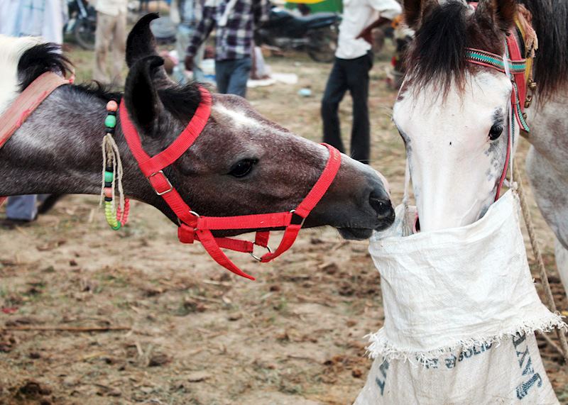 Horses at Bateshwar Cattle Fair