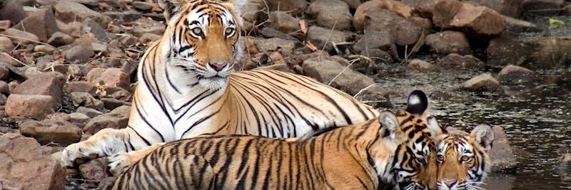 Female tiger and her cubs, Ranthambhore National Park