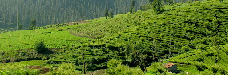 Tea plantation in the Nilgiri Hills