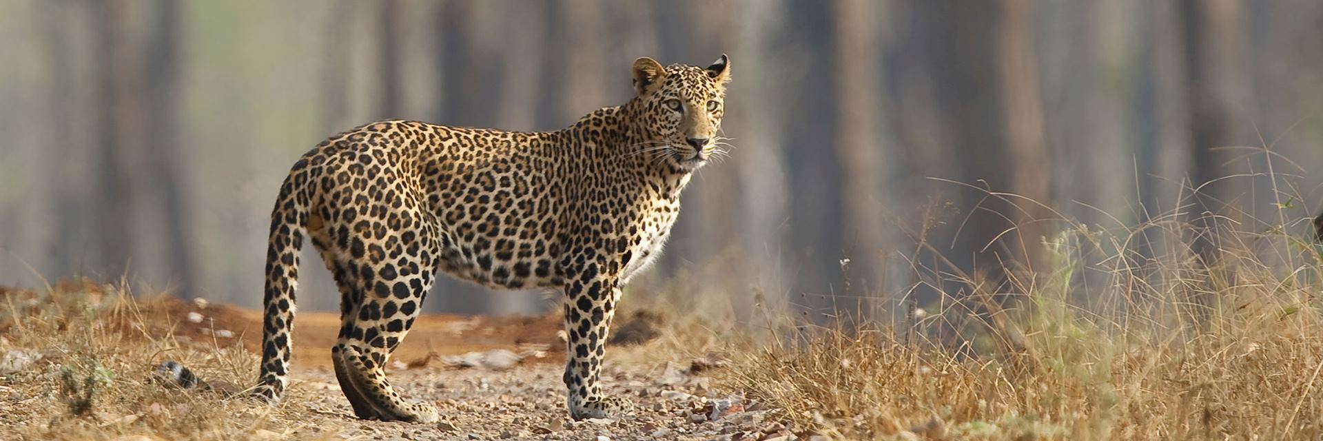 Leopard in Nagarhole National Park in the southern state of Karnataka