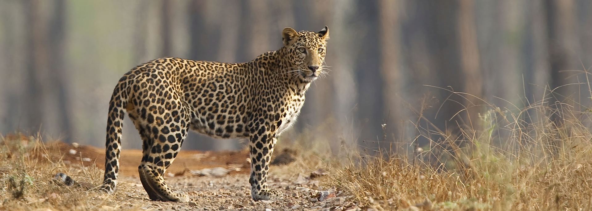 Leopard in Nagarhole National Park in the southern state of Karnataka